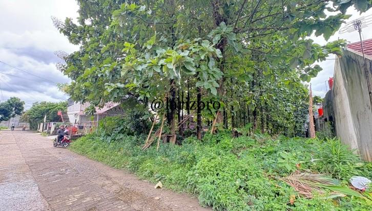Dijual Tanah SHM 800 m² Bonus Pohon Jati Matang di Cibinong Bogor - Gambar 2