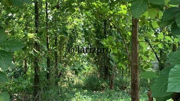 Dijual Tanah SHM 800 m² Bonus Pohon Jati Matang di Cibinong Bogor - Gambar 6