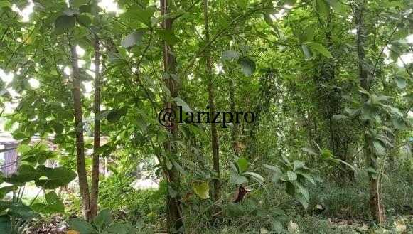 Dijual Tanah SHM 800 m² Bonus Pohon Jati Matang di Cibinong Bogor - Gambar 7