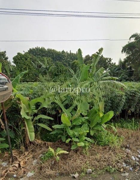 Tanah Tajur Halang Bogor 1350 m² SHM Cocok Cluster Pinggir Jalan - Gambar 2